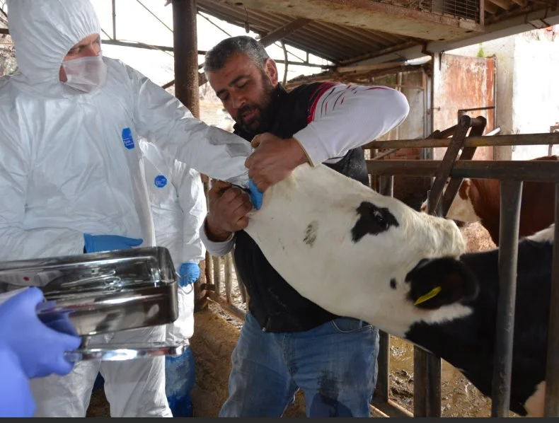 Korkulan oldu Türkiye’de ilk şap hastalığı görüldü! galerisi resim 2