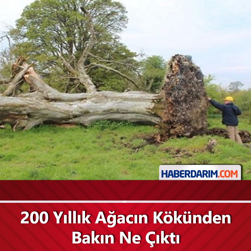 200 Yıllık Ağacın Kökünden Bakın Ne Çıktı galerisi resim 1