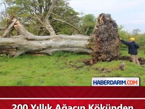 200 Yıllık Ağacın Kökünden Bakın Ne Çıktı