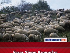 Esrar Yiyen Koyunlar Köyü Birbirine Kattı