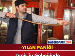 İzmir'in Göbeğinde Yılan Paniği