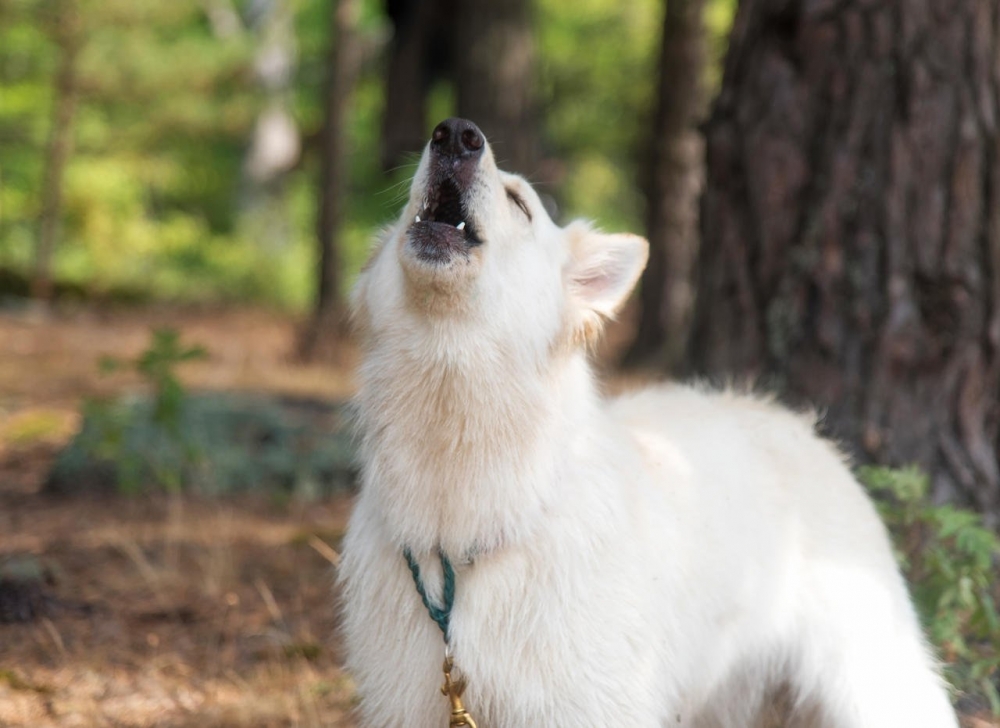 Köpekler Ezan Sesine Neden Ulur galerisi resim 1