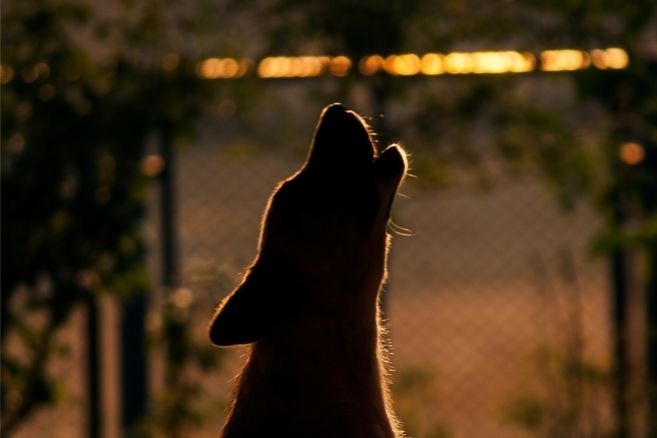 Köpekler Ezan Sesine Neden Ulur galerisi resim 2