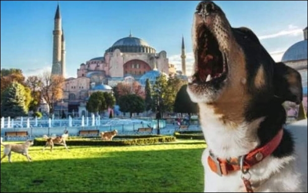 Köpekler Ezan Sesine Neden Ulur galerisi resim 3