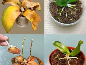Sarı Orkide Yaprakları Nasıl Tedavi Edilir