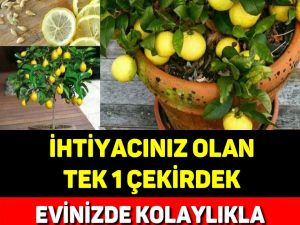 İHTİYACINIZ OLAN TEK 1 ÇEKİRDEK, EVİNİZDE KOLAYLIKLA LİMON YETİŞTİREBİLİ