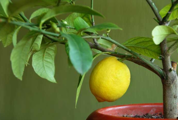 Tohumlardan limon ağacı yetiştirmenin sırrı galerisi resim 3