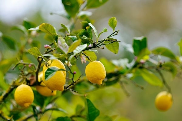 Evde sınırsız limon kaynağına nasıl sahip olunur galerisi resim 3