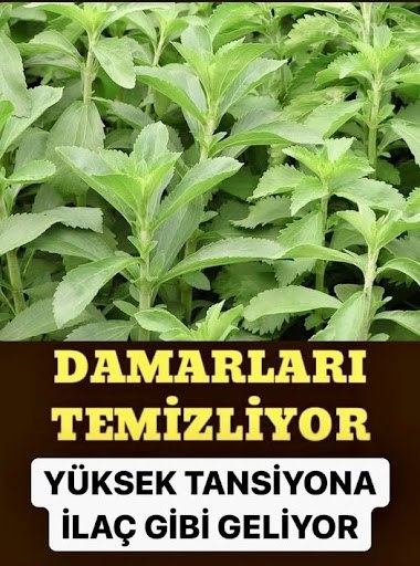 Damar ile yüksek tansiyon için galerisi resim 1