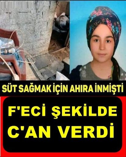 Nursel, süt sagmak için ahıra girdi. galerisi resim 1