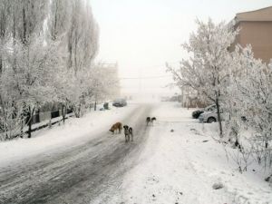 Dikkat..! Yılbaşında kar geliyor!