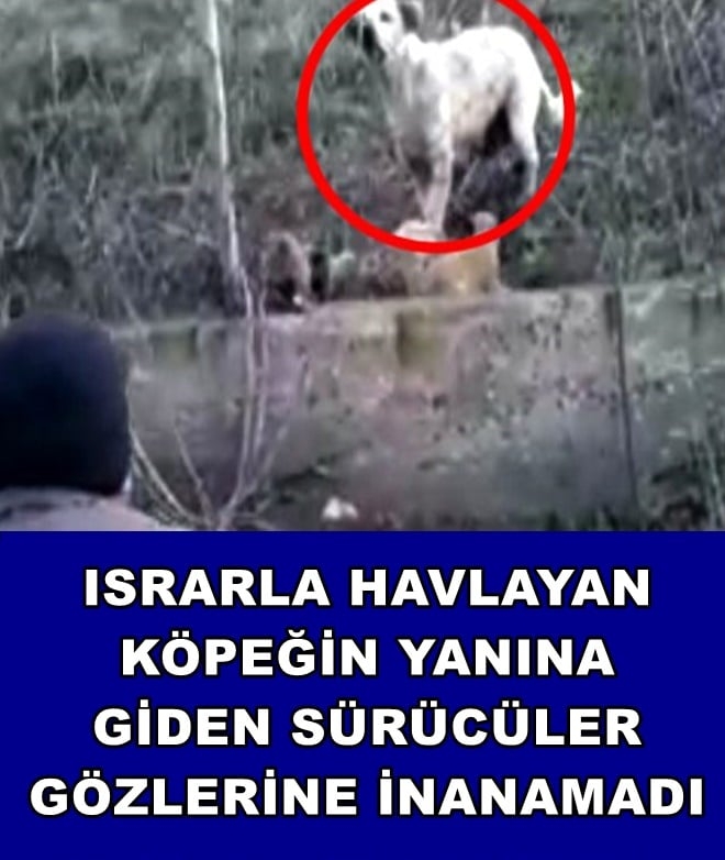 ISRARLA HAVLAYAN KÖPEĞİN PEŞİNDEN GİTTİLER galerisi resim 1