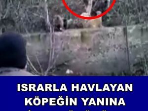 ISRARLA HAVLAYAN KÖPEĞİN PEŞİNDEN GİTTİLER