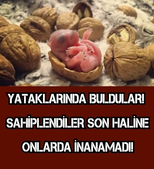 YATAKLARINDA BULDULAR! SAHİPLENDİLER SON HALİNE ONLARDA İNANAMADI galerisi resim 1