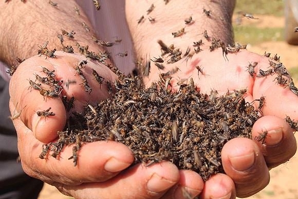 Çekirge istilası sınıra dayandı!Peki sebebi ne? Kıyamet alameti mi işte  galerisi resim 4