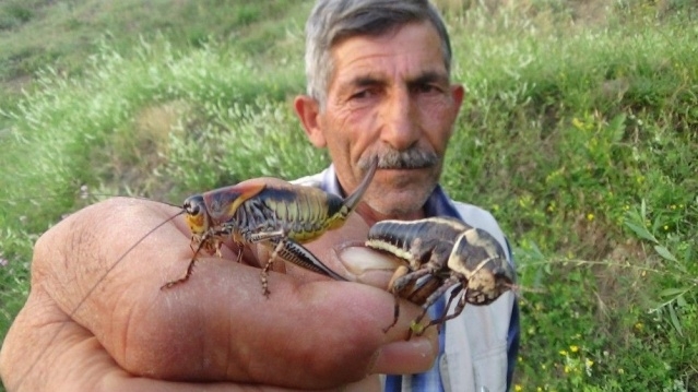 Çekirge istilası sınıra dayandı!Peki sebebi ne? Kıyamet alameti mi işte  galerisi resim 5