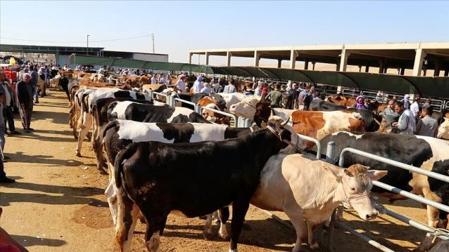 Kurban Bayramı Öncesi Yasaklandı galerisi resim 5