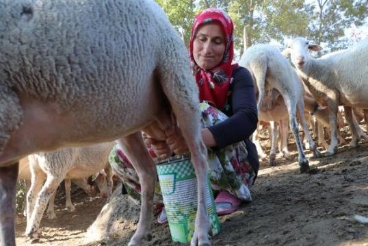 Günde 2 Saat Çalışıyorlar galerisi resim 4