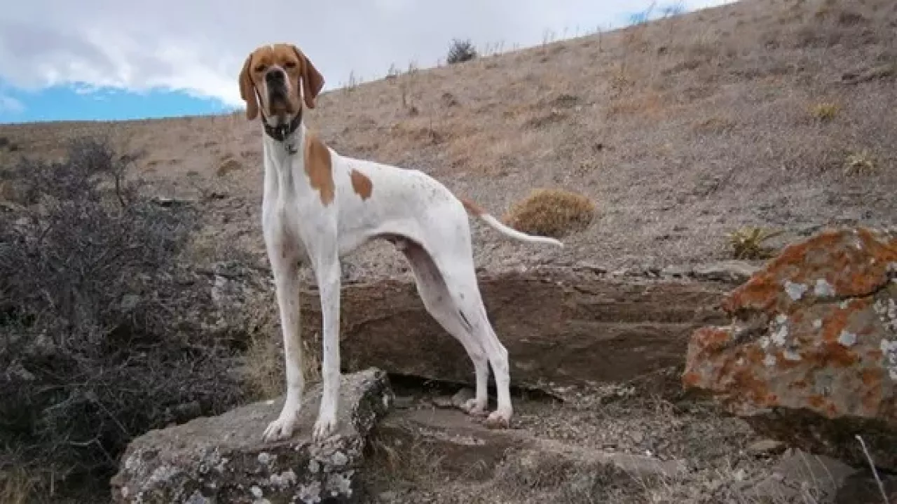 Camdan dışarı bakan köpek galerisi resim 5