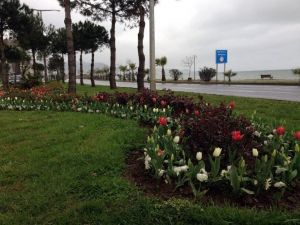 Ordu’da Yollar Çiçeklendi