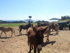 Eşek Adası’ndaki Hayvanlar Koruma Altında