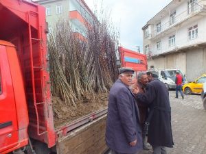 Malazgirt’te Fidan Satışları Başladı