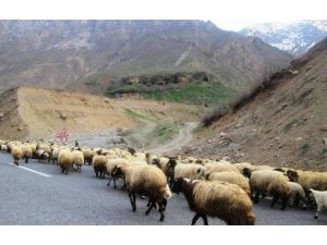 Küçükbaş Hayvanlar Meralara Çıkmaya Başladı