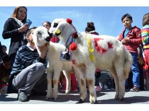 Malatya’nın En Güzel Kuzusu Seçildi