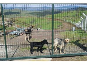 Sındırgı Belediyesi Köpek Barınağı İnşa Etti