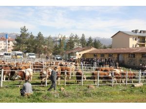 Bingöl’de Damızlık Boğa Dağıtımı