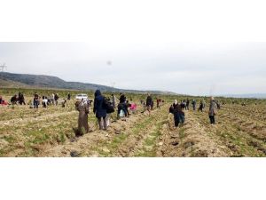 TÜMSİAD Hatıra Ormanı Hayata Merhaba Dedi