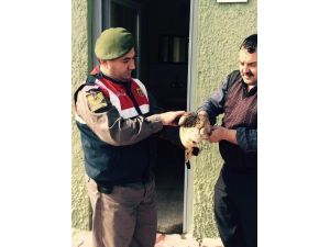 Yaralı Şahin Veterinere Teslim Edildi