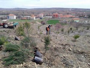 TEMA Vakfı Çiğdemli Kasabasında 250 Fidan Dikti