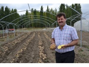 Milli Patates Çeşitleri Tescillendi