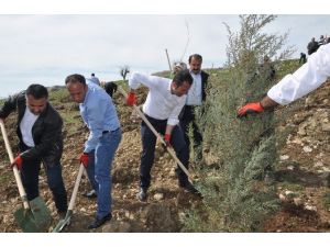 Şırnak Belediyesi Ağaç Dikim Kampanyası Başlattı