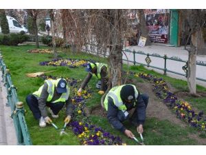 Adalar Mevkii Menekşelerle Süsleniyor