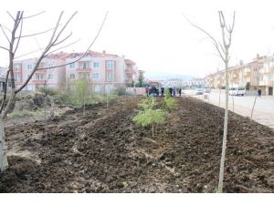 “Yeşil Serdivan, Sağlıklı Gelecek” Tüm Hızıyla Devam Ediyor