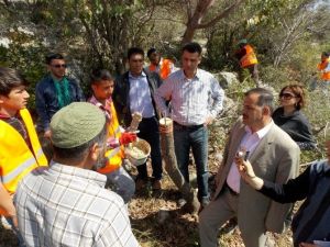 Orman Bölge Müdürlüğü Yabani Zeytinleri Aşılıyor