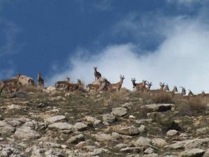 Adıyaman’da Av Turizmde Rekor Gelir