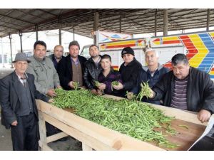 Şiddetli Soğuklar Bakla Ve Bezelye Verimini Düşürdü