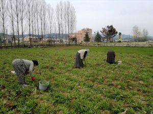 Hisarcık’ta Haşhaş Bereketi