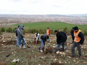 Sorgun TEMA Vakfı 500 Fidan Dikti