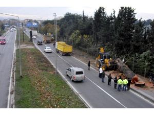 Yalova’da Yeni Ağaç Polemiği