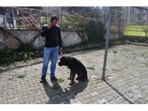 Kuduz Köpek Şüphesi Tüm Birimleri Seferber Etti