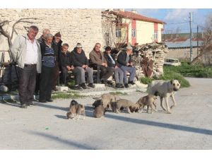 Mahalleli Yavru Köpeklere Sahip Çıkılmasını İstedi