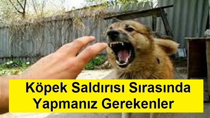 Köpek Saldırısı Sırasında Yapmanız ve Yapmamanız Gereken 7 Şey