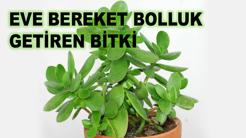 BEREKET BOLLUK GETİREN BİTKİDEN HER EVE LAZIM