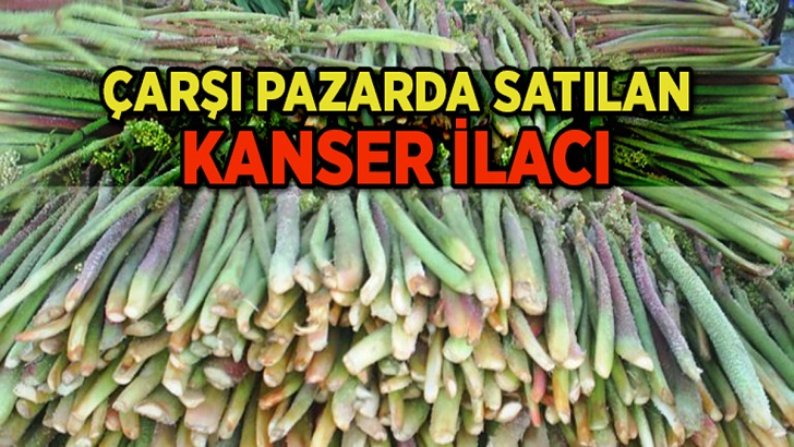 KANSERLİ HÜCRELERİ YOK EDİYOR