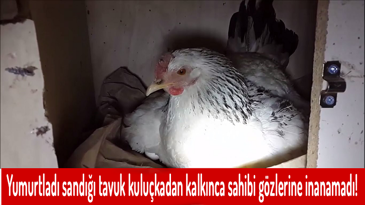 Yumurtladı sandığı tavuk kuluçkadan kalkınca sahibi gözlerine inanamadı!