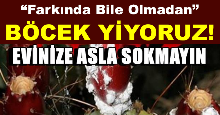 HERKES EVİNDE FARKINDA OLMADAN BÖCEK YİYOR! EVİNİZE BU ÜRÜNLERİ SOKMAYIN